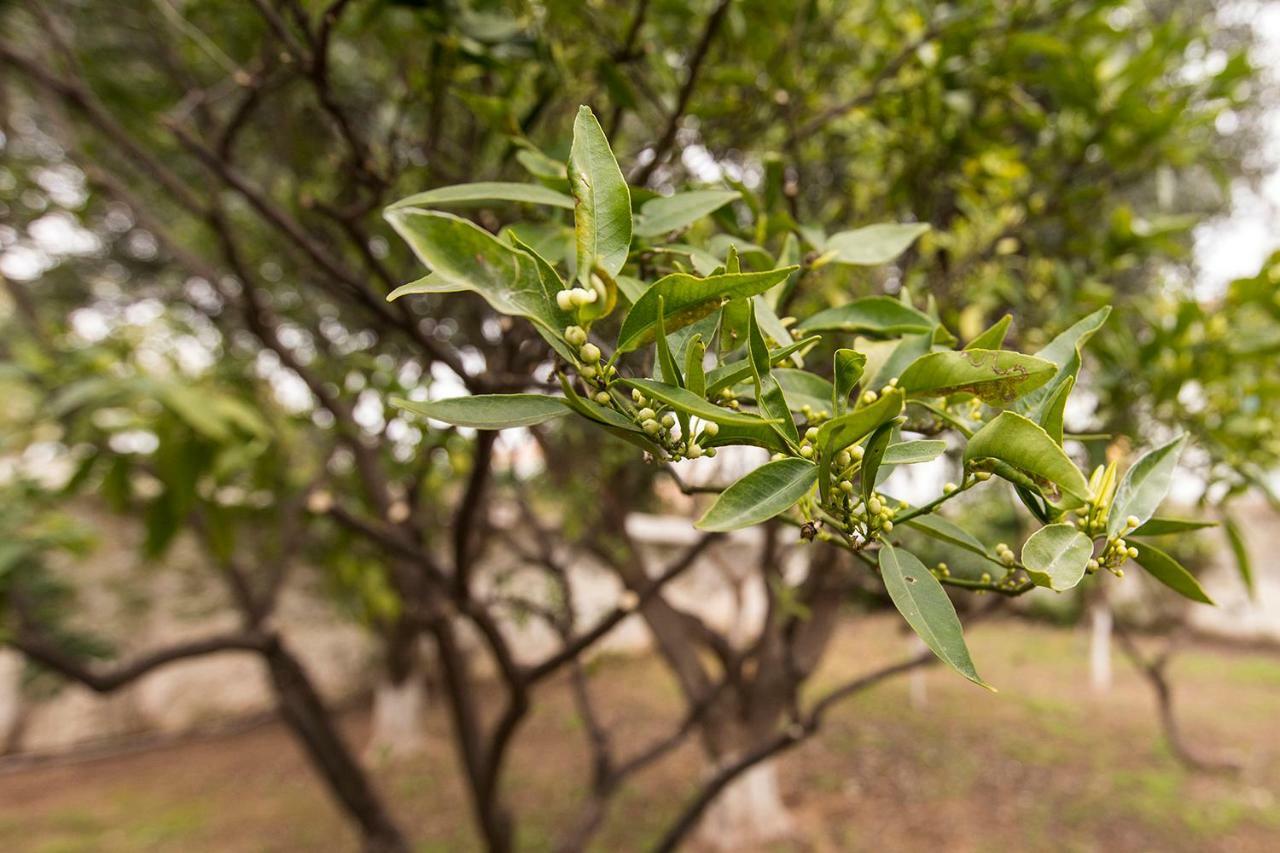 Two Olive Trees Guest House Spetses Town Bagian luar foto