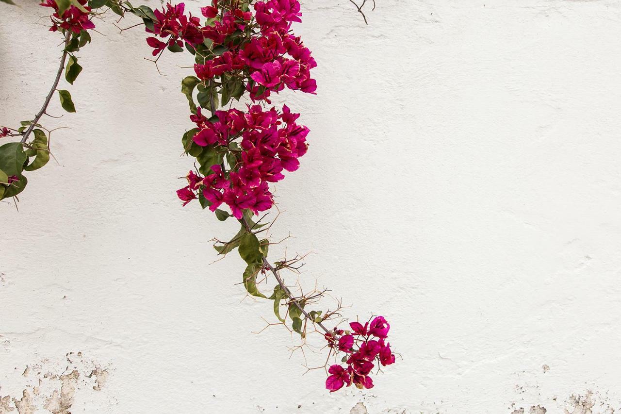 Two Olive Trees Guest House Spetses Town Bagian luar foto